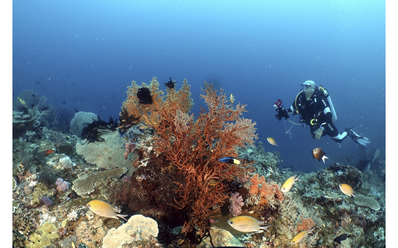 2020 IND Dives Misool Halmahera IMG_9056 - 2020-02-11