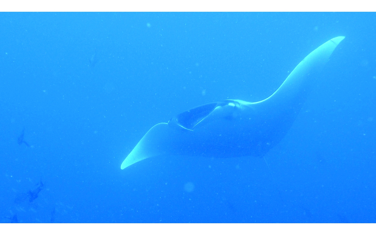 Sel-2020 IND Dives Misool Halmahera PN120147 - 2020-02-12