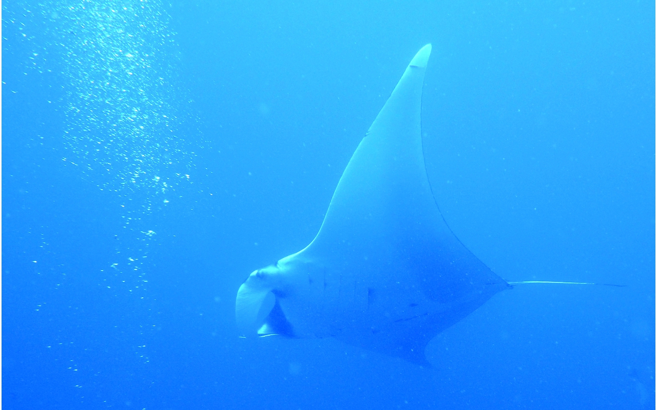 Sel-2020 IND Dives Misool Halmahera PN120149 - 2020-02-12