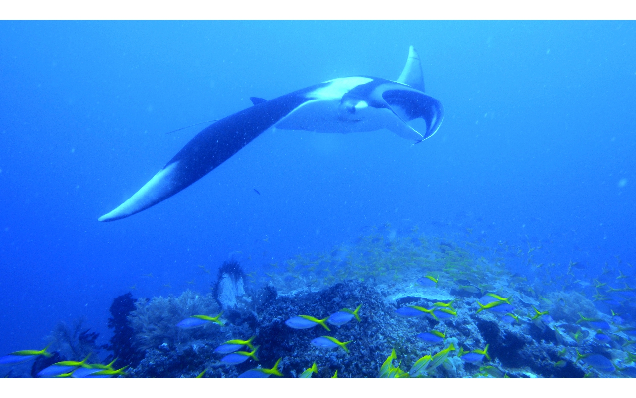 Sel-2020 IND Dives Misool Halmahera PN120179 - 2020-02-12