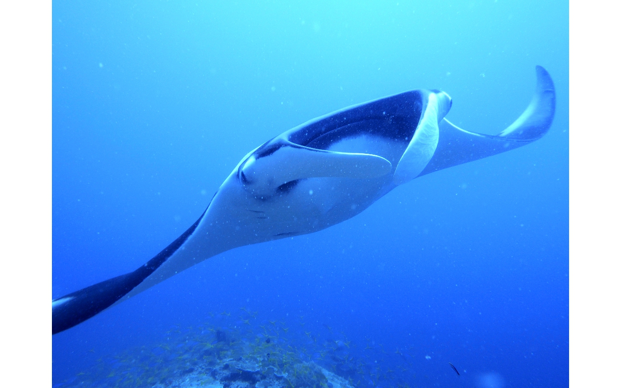 Sel-2020 IND Dives Misool Halmahera PN120181 - 2020-02-12