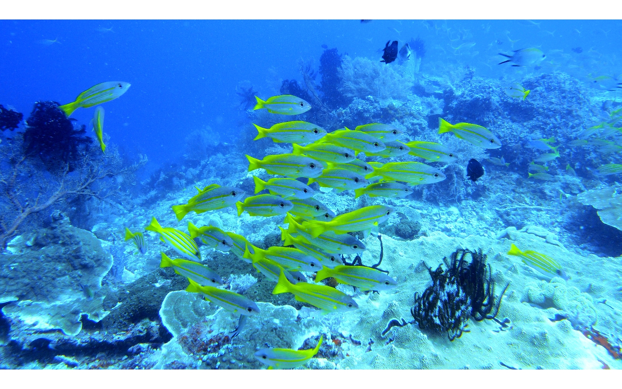 Sel-2020 IND Dives Misool Halmahera PN120185 - 2020-02-12