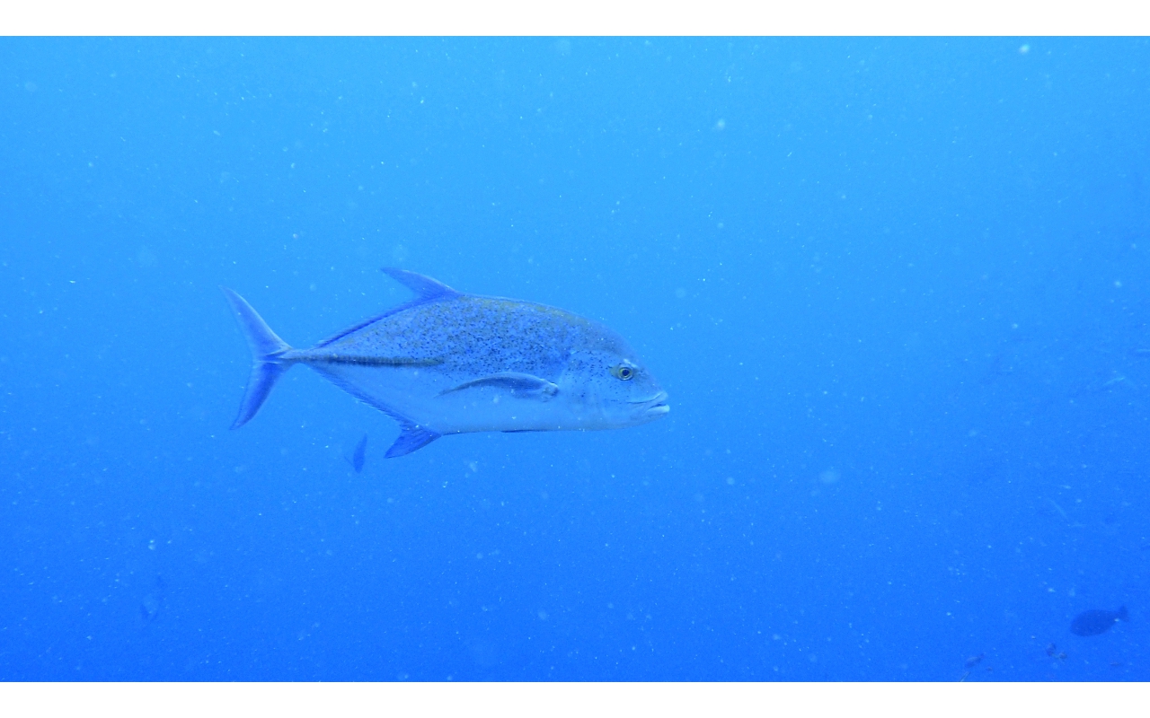 Sel-2020 IND Dives Misool Halmahera PN120232 - 2020-02-12