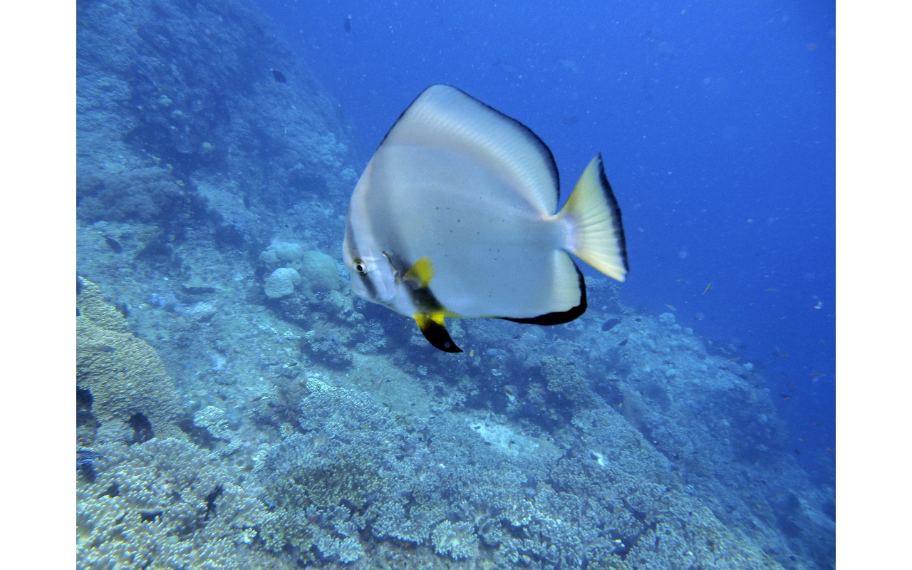 Sel-2020 IND Dives Misool Halmahera PN120234 - 2020-02-12