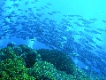 Sel-2020 IND Dives Misool Halmahera PN110106 - 2020-02-11