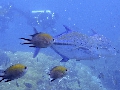 Sel-2020 IND Dives Misool Halmahera PN120117 - 2020-02-12