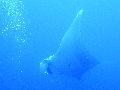 Sel-2020 IND Dives Misool Halmahera PN120149 - 2020-02-12