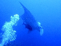 Sel-2020 IND Dives Misool Halmahera PN120159 - 2020-02-12