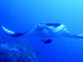 Sel-2020 IND Dives Misool Halmahera PN120168 - 2020-02-12