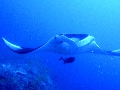 Sel-2020 IND Dives Misool Halmahera PN120168 - 2020-02-12