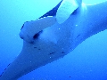 Sel-2020 IND Dives Misool Halmahera PN120182 - 2020-02-12