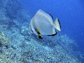 Sel-2020 IND Dives Misool Halmahera PN120234 - 2020-02-12