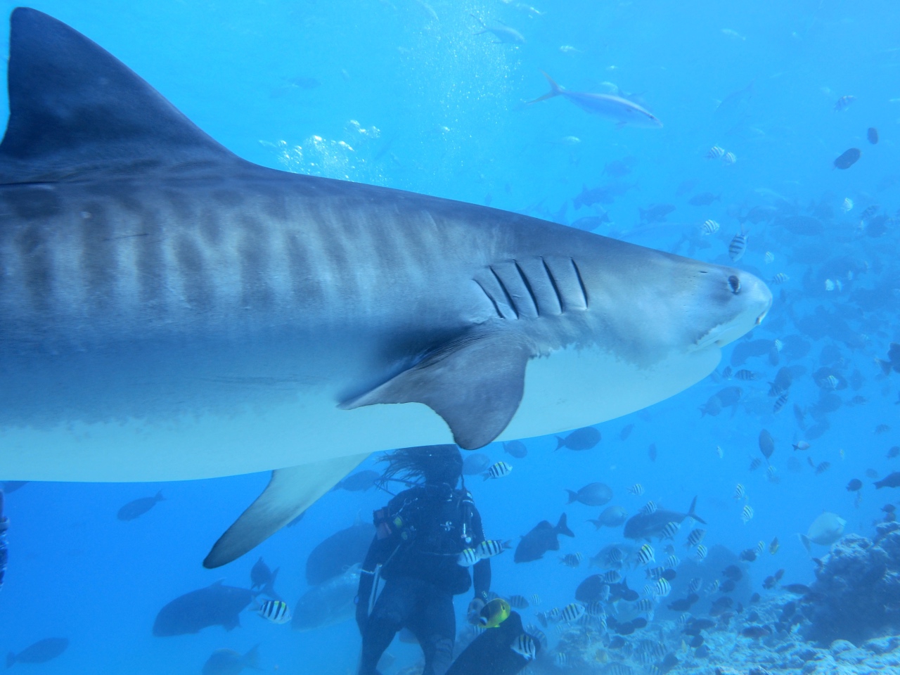 AMaldives Tiger Shark 2022PN100856