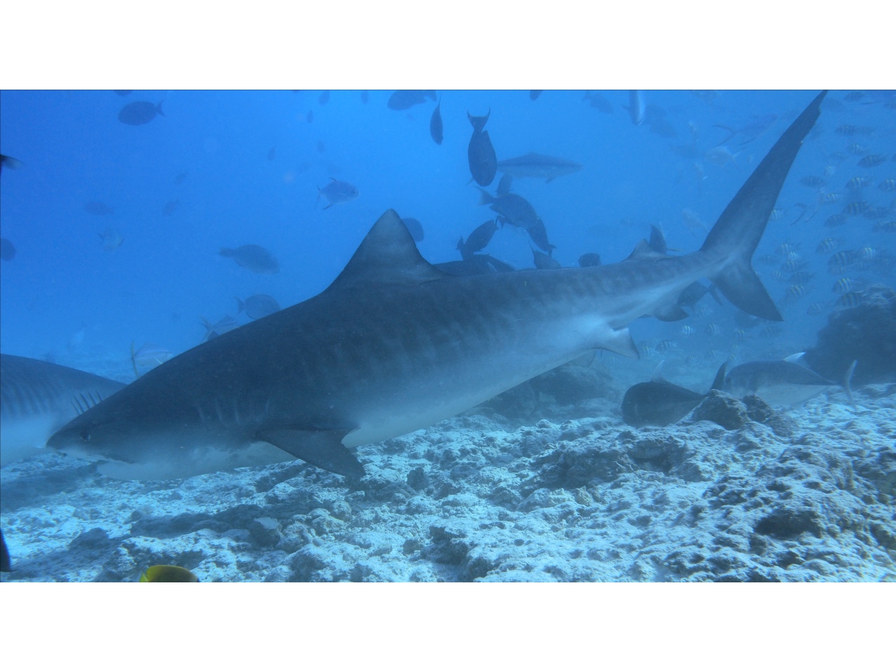 AMaldives Tiger Shark 2022PN100866