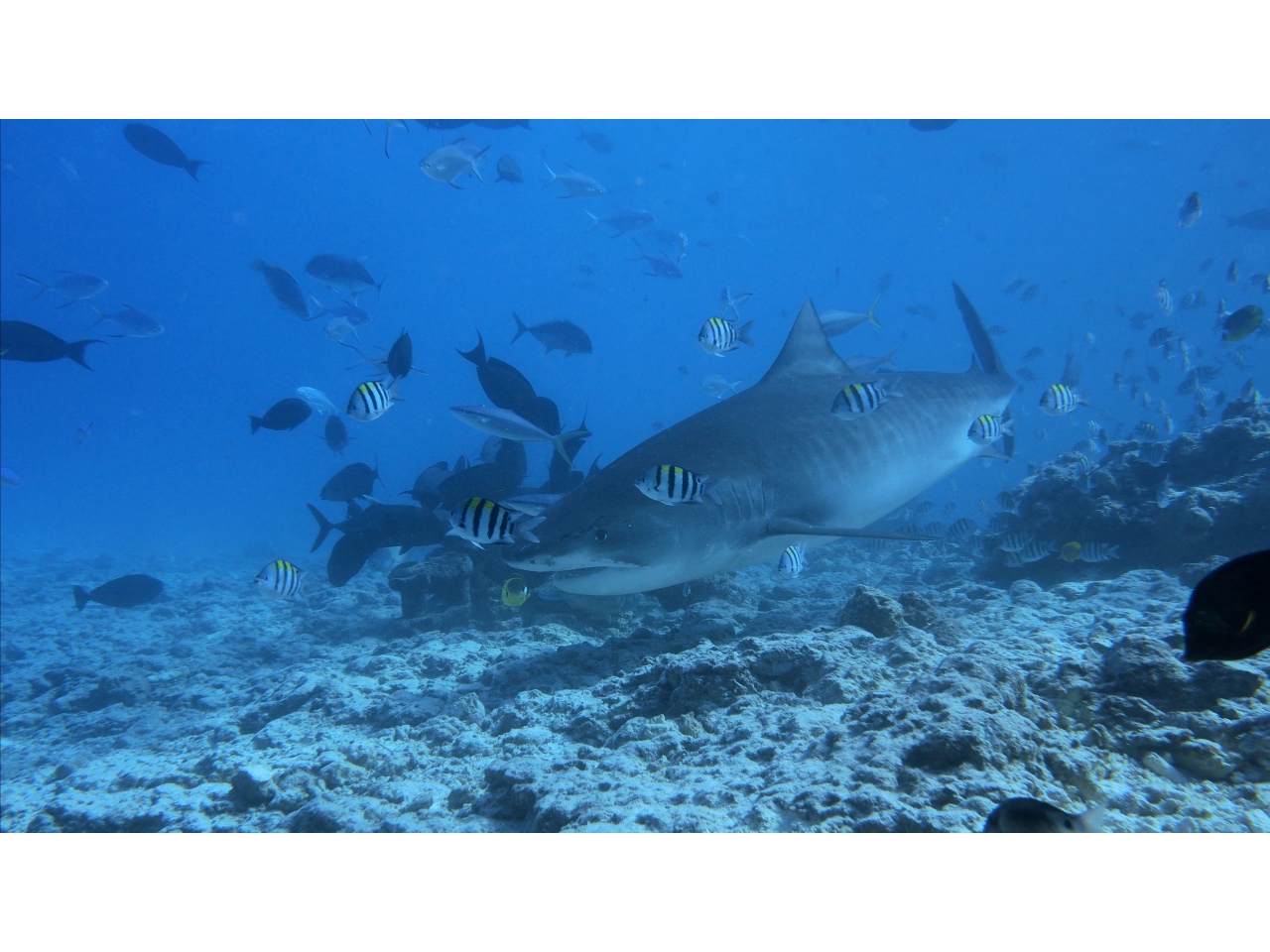 AMaldives Tiger Shark 2022PN100875