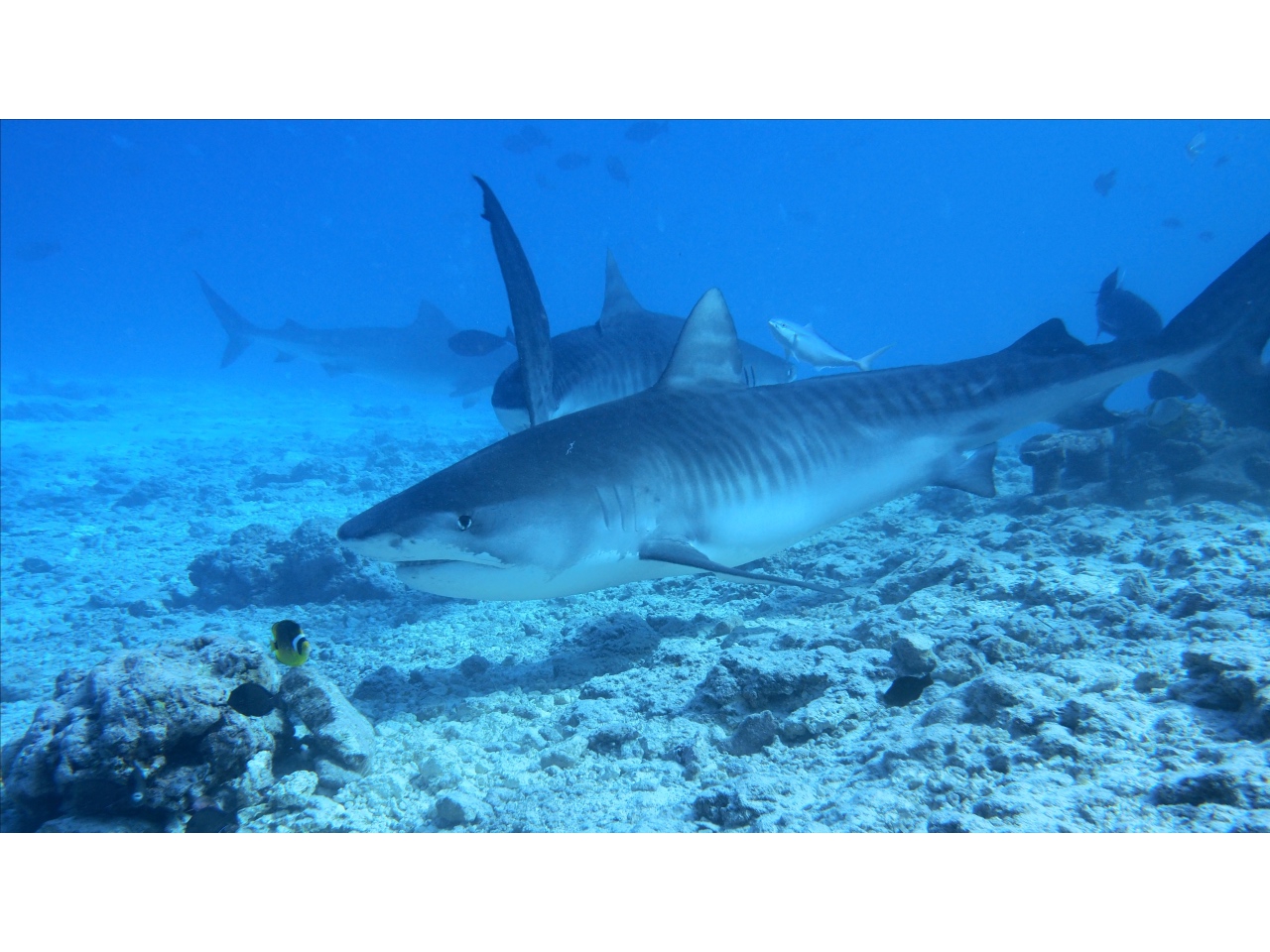 AMaldives Tiger Shark 2022PN100892