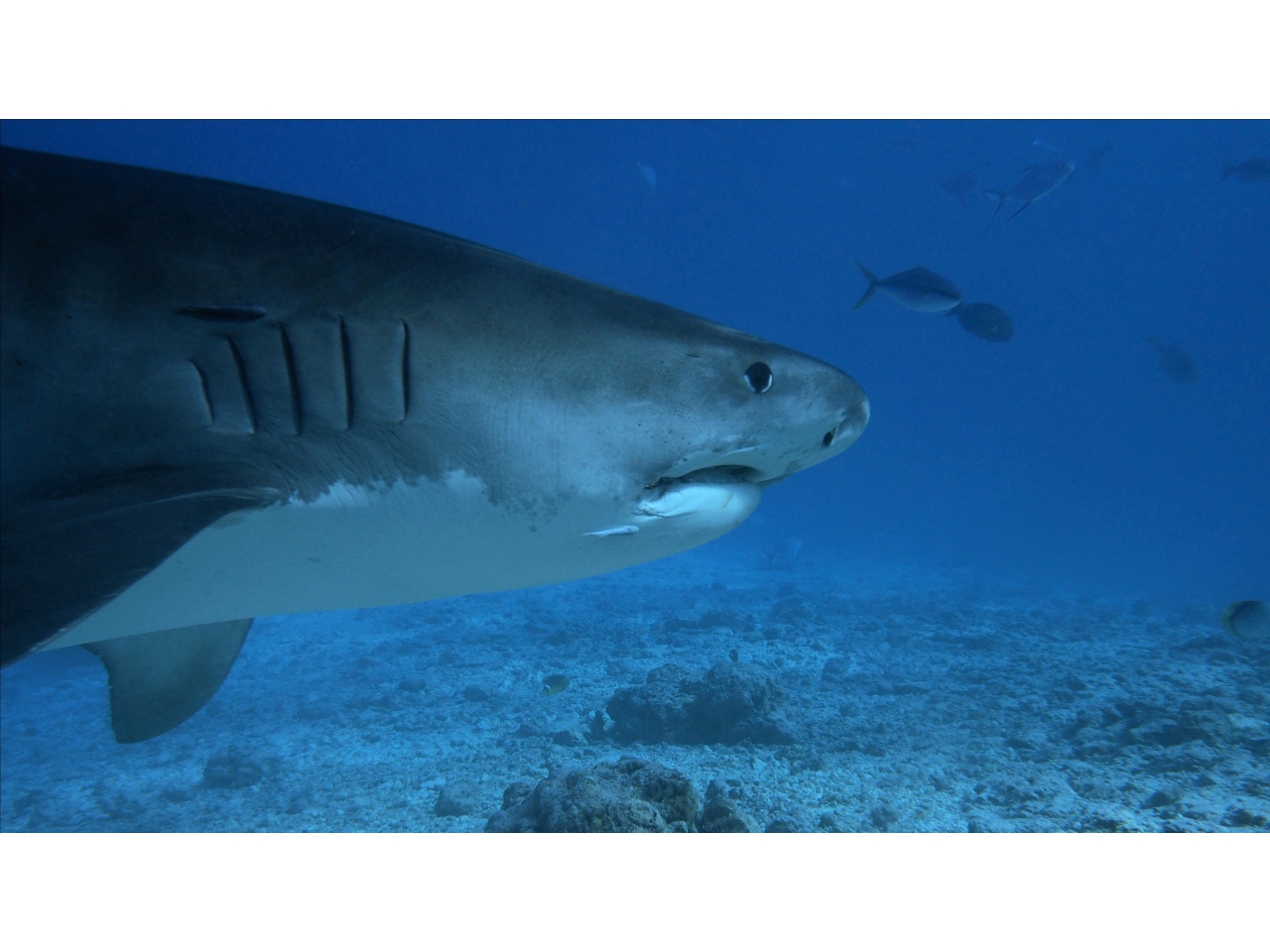 AMaldives Tiger Shark 2022PN100902