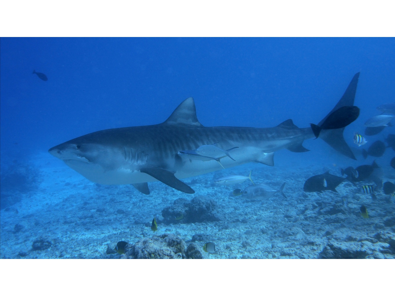 AMaldives Tiger Shark 2022PN100914