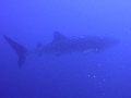 AMaldives 2022 PN100841_1