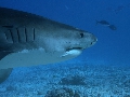 AMaldives Tiger Shark 2022PN100902