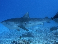 AMaldives Tiger Shark 2022PN100914