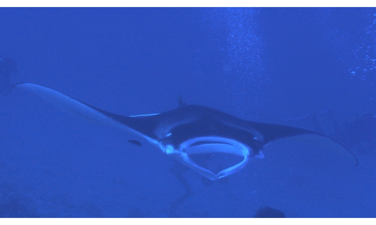 AMaldives 2022 Mantas PN110931