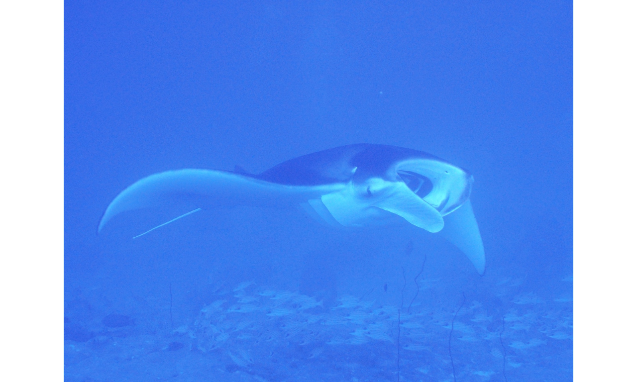 AMaldives 2022 Mantas PN110943