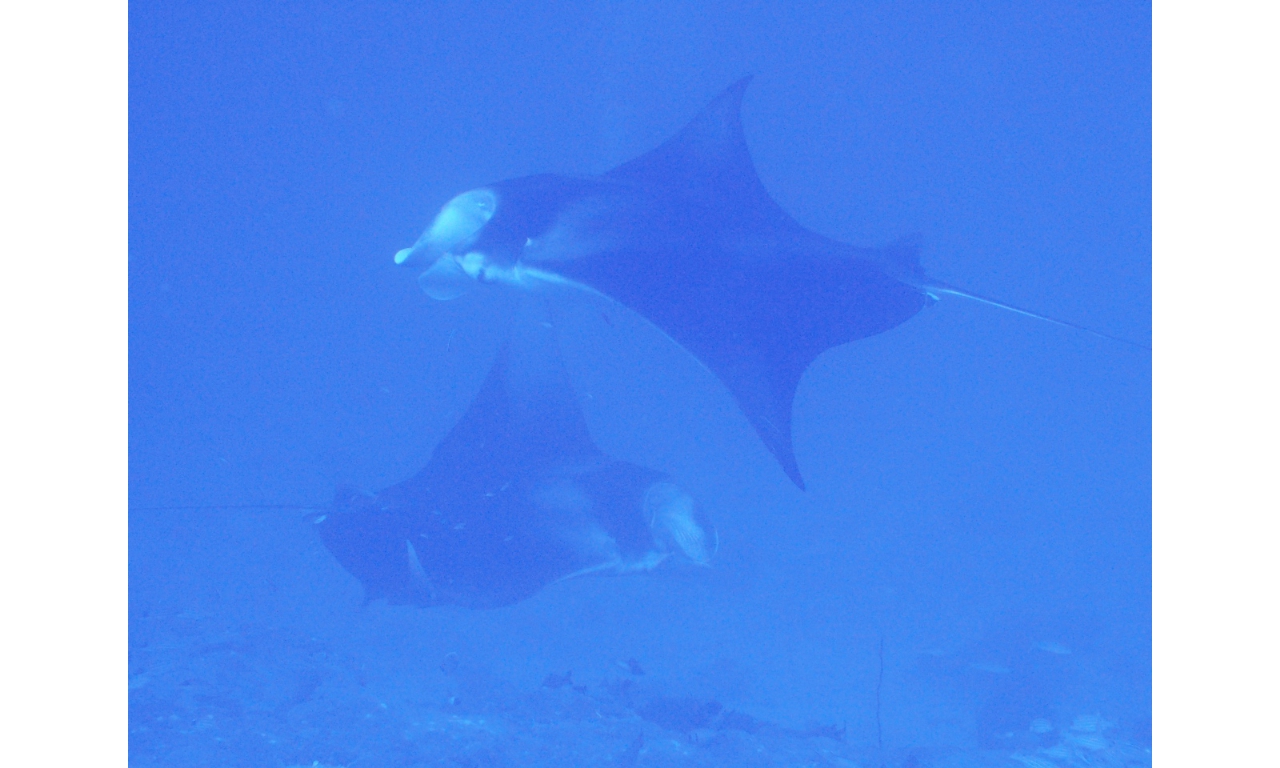 AMaldives 2022 Mantas PN110945