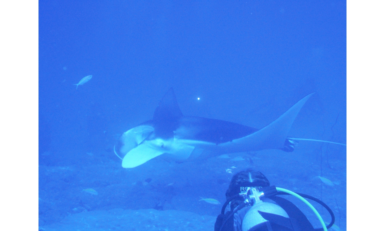 AMaldives 2022 Mantas PN110955