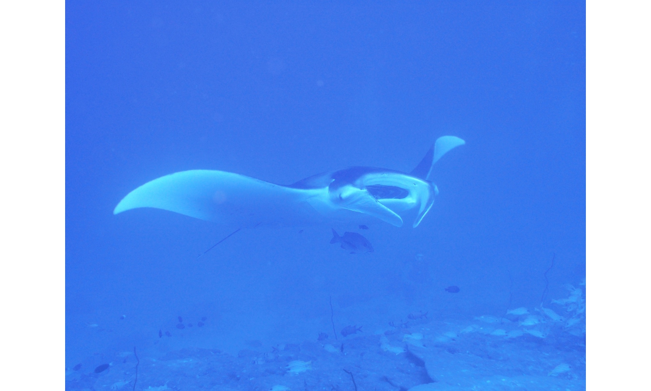 AMaldives 2022 Mantas PN110972