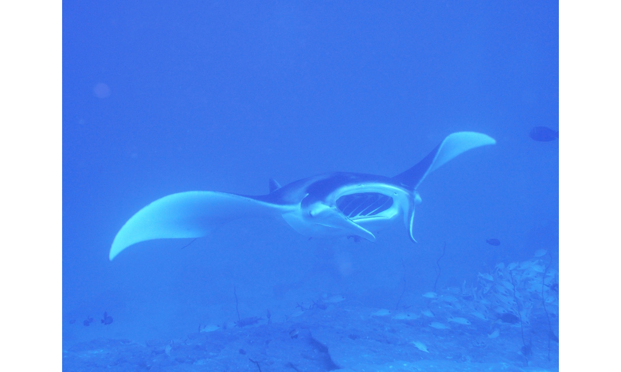 AMaldives 2022 Mantas PN110973