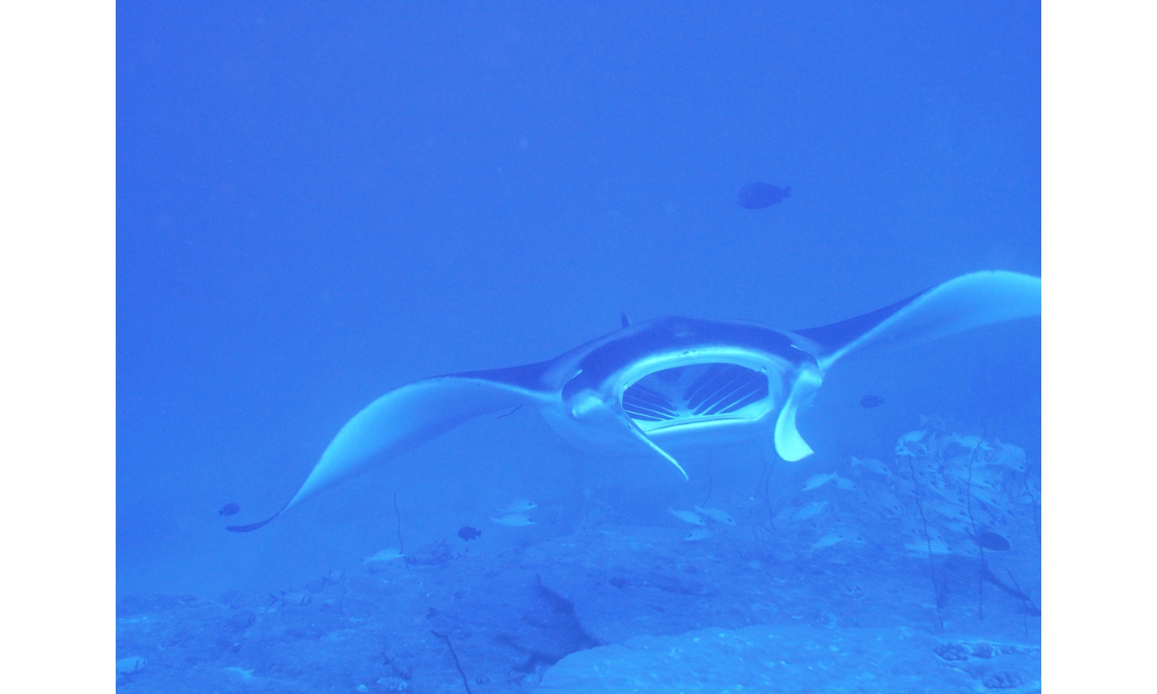 AMaldives 2022 Mantas PN110974