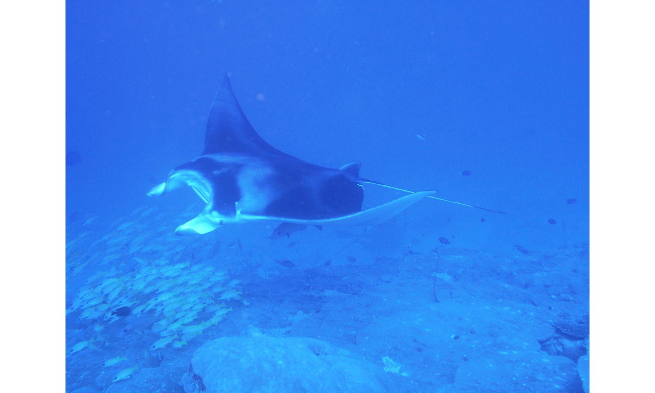 AMaldives 2022 Mantas PN110978