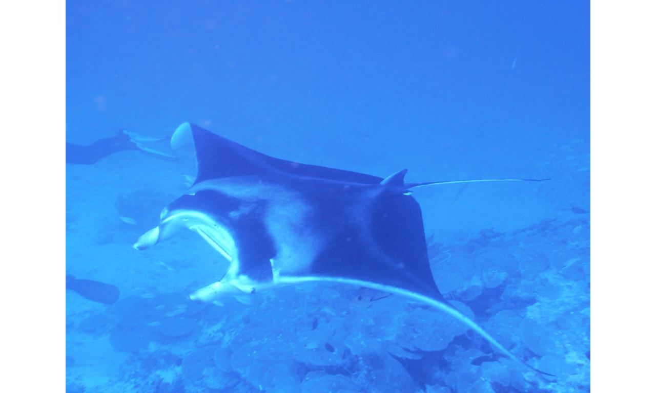 AMaldives 2022 Mantas PN110983