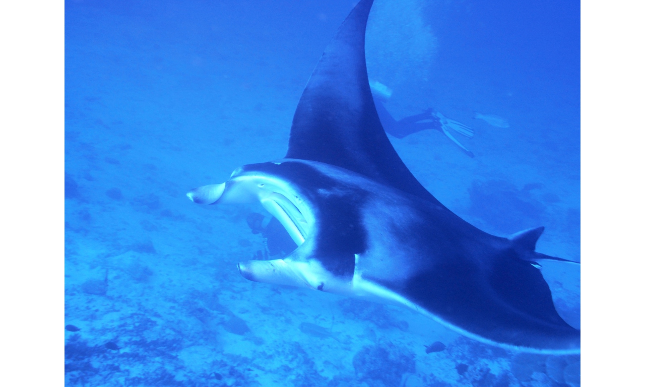 AMaldives 2022 Mantas PN110984