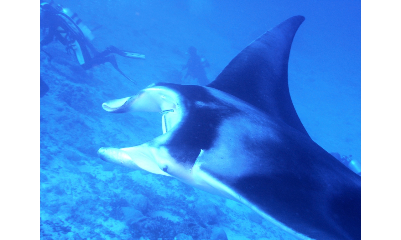 AMaldives 2022 Mantas PN110985