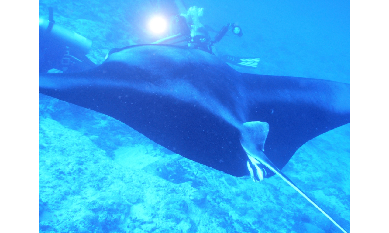 AMaldives 2022 Mantas PN110987