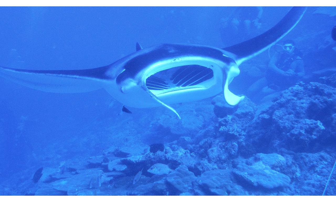 AMaldives 2022 Mantas PN110999