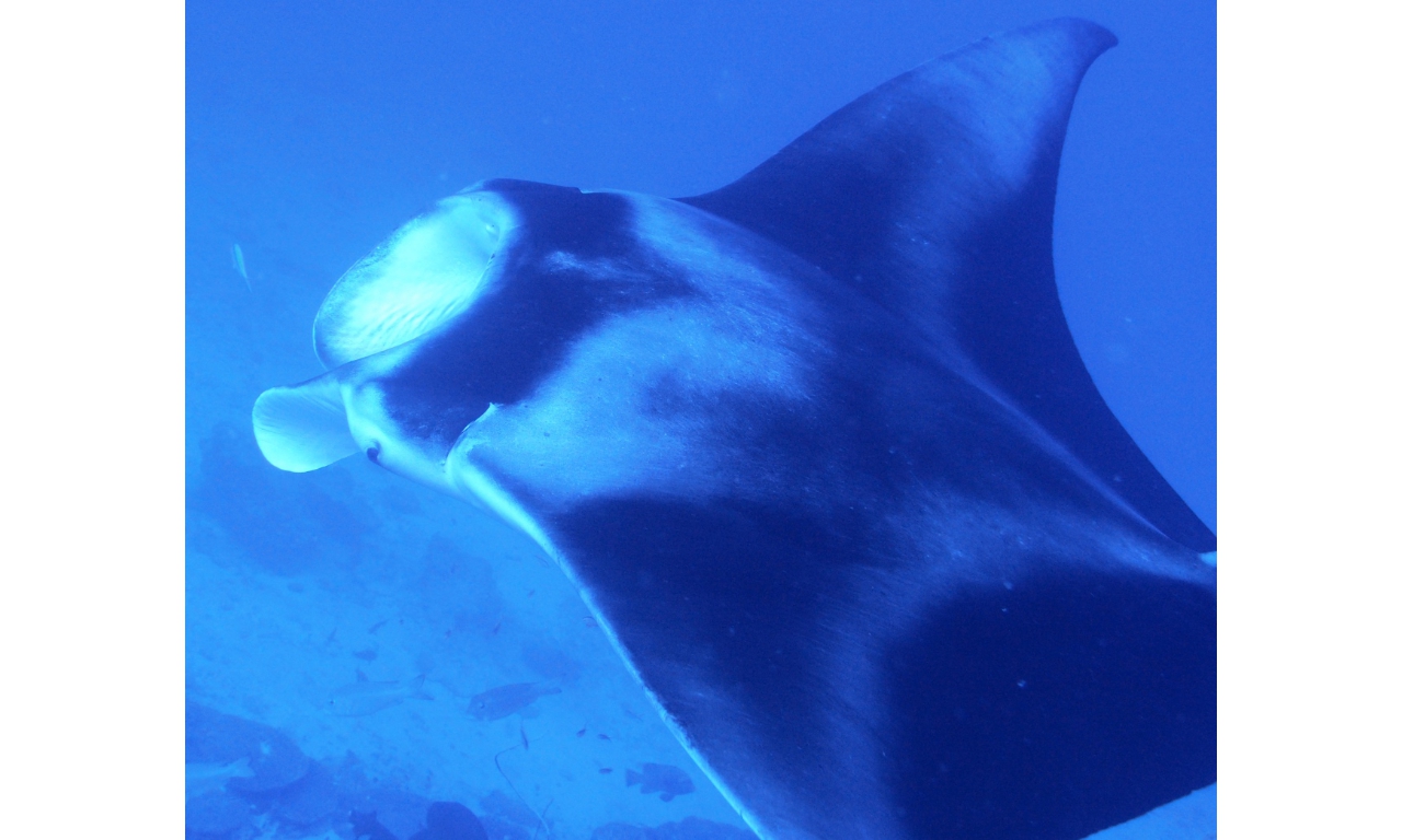 AMaldives 2022 Mantas PN111007