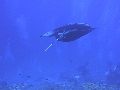 AMaldives 2022 Mantas PN110919