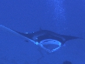 AMaldives 2022 Mantas PN110931