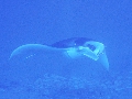 AMaldives 2022 Mantas PN110943