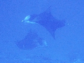 AMaldives 2022 Mantas PN110945