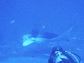 AMaldives 2022 Mantas PN110955