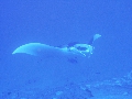 AMaldives 2022 Mantas PN110972