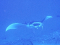 AMaldives 2022 Mantas PN110973