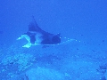 AMaldives 2022 Mantas PN110978