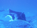 AMaldives 2022 Mantas PN110983