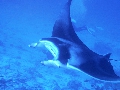 AMaldives 2022 Mantas PN110984