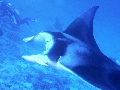 AMaldives 2022 Mantas PN110985